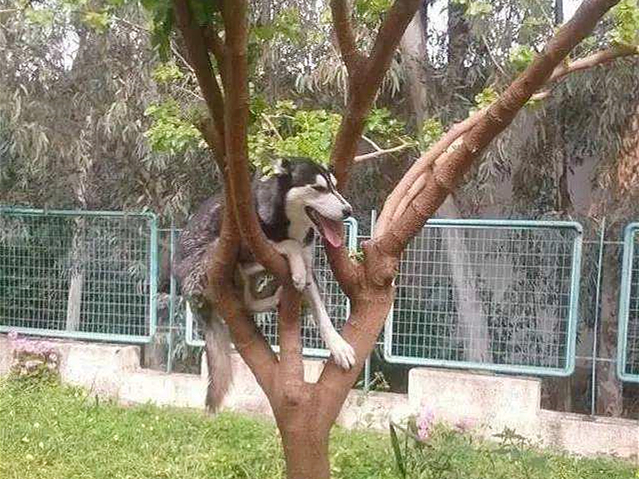 哈士奇到底能不能训练,不听话的哈士奇应该怎么训