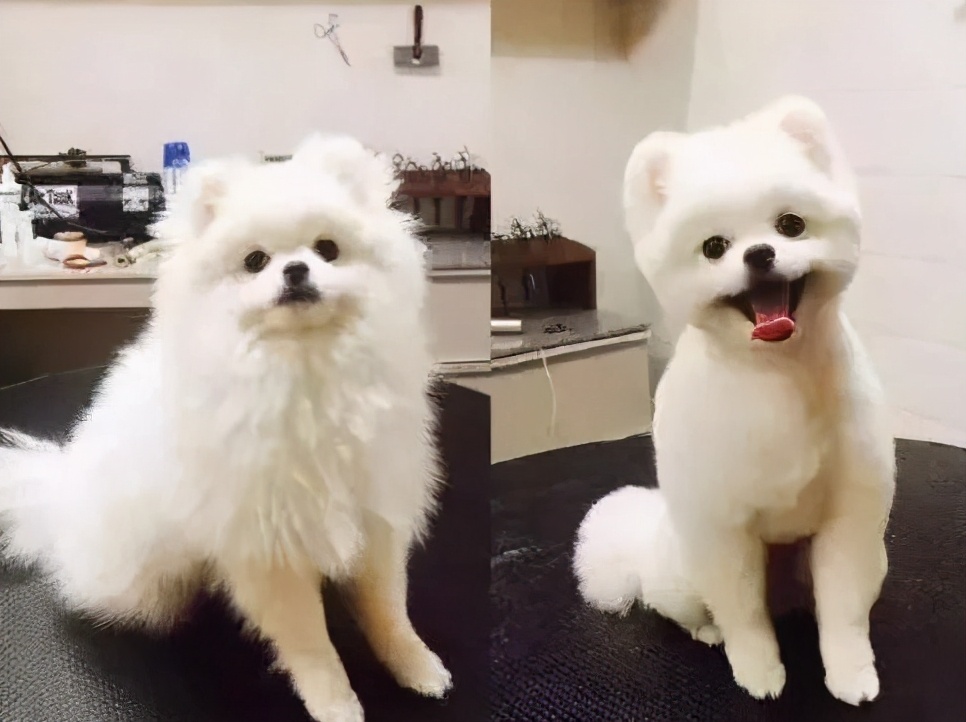 博美犬掉毛严重怎么办?如何改善博美掉毛厉害的烦恼?