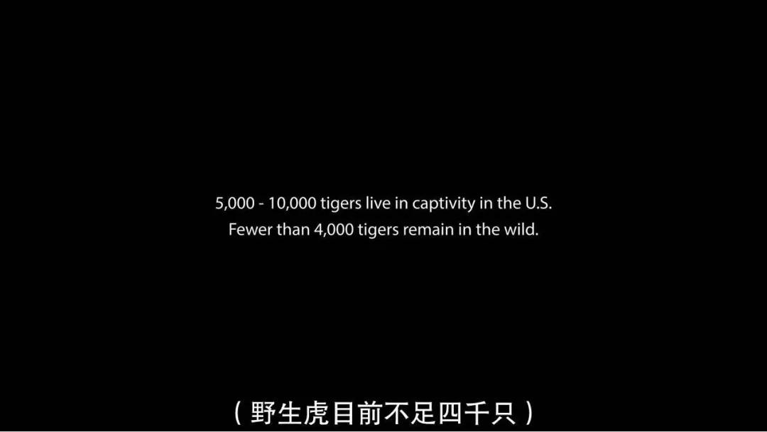 一夫多妻、*教邪***脑洗**、富豪失踪,你敢跟我说是真人真事?