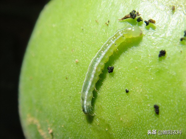 康宽防治玉米田害虫怎么样,农药康宽对什么害虫有效