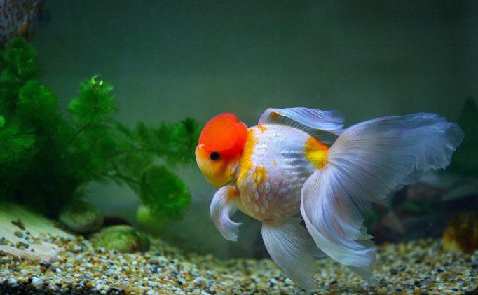 金鱼饲养难度排名,养金鱼的注意事项和饲养方法图片