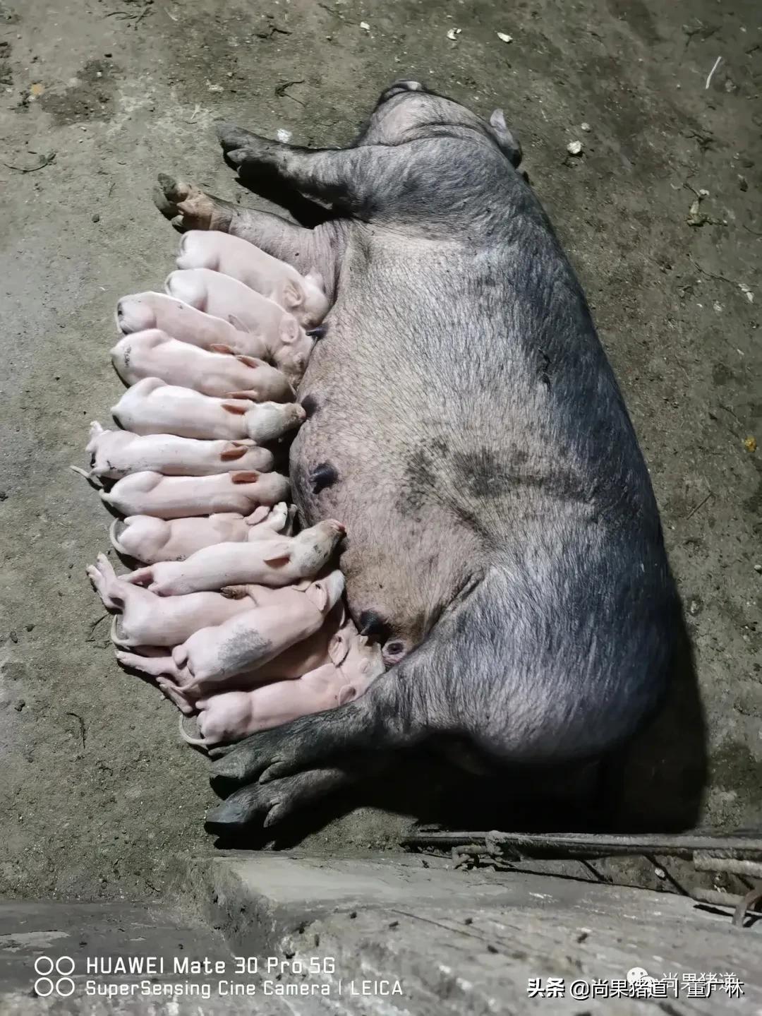 对于初产母猪问题频发的几点经验分享