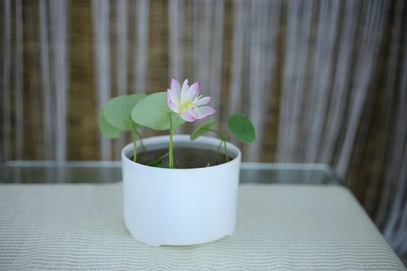 碗莲莲子种植方法全过程,用莲子种植碗莲