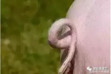 猪断尾和不断尾有啥区别,关于猪断尾