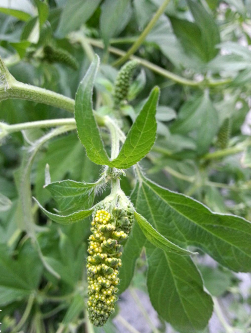 38种常见入侵植物花朵,38种疯狂的入侵植物