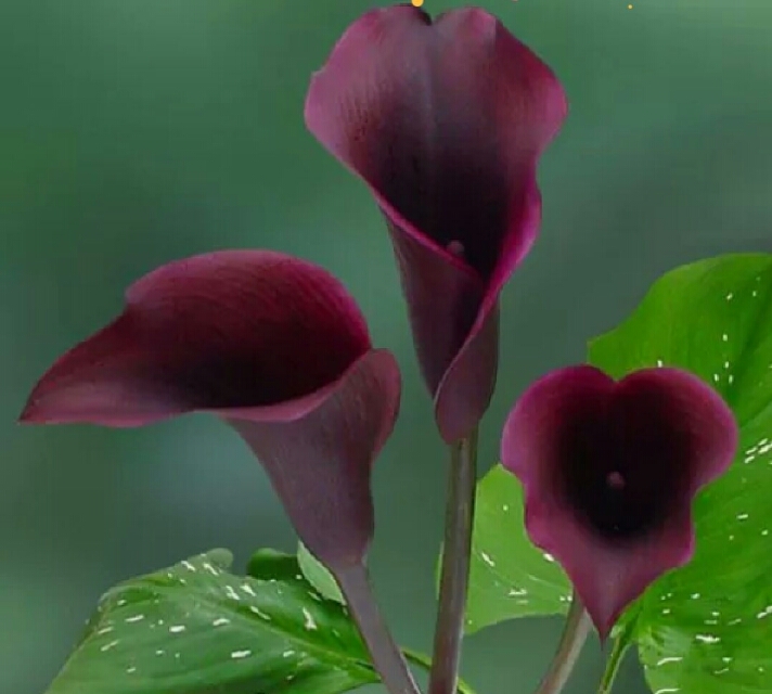 彩色马蹄莲怎么养爱开花图片,彩色马蹄莲夏季的养殖方法