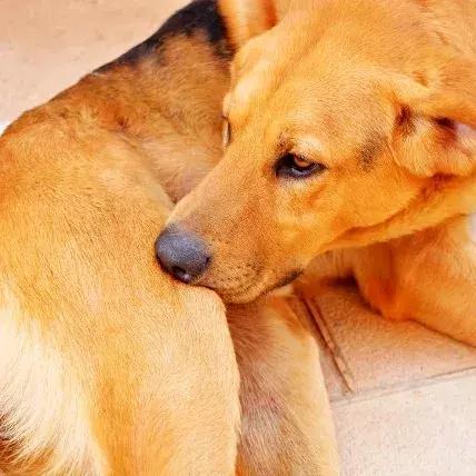 狗狗身上出红疹,原因很多速就诊