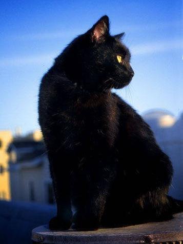 中华田园猫黑猫绿眼,中国田园猫咪黑猫