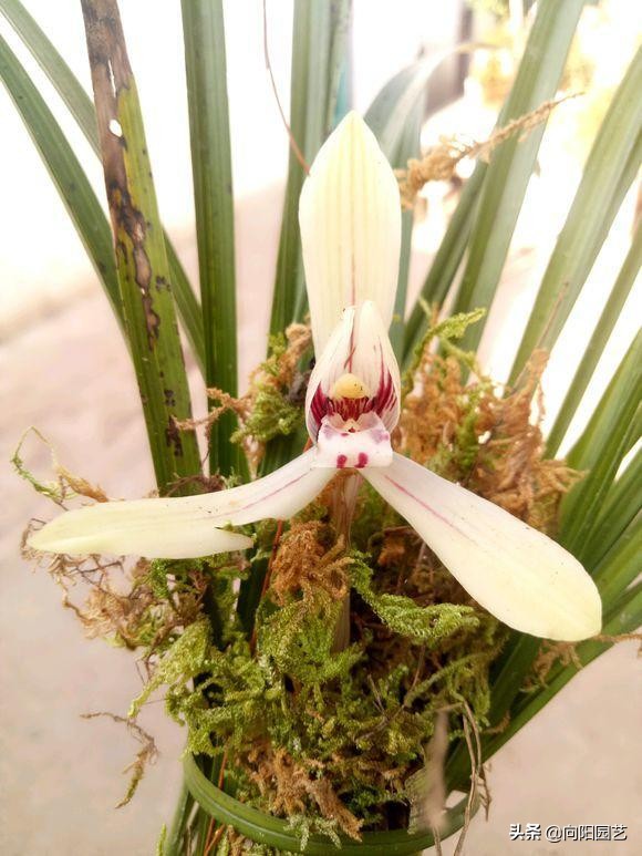 养兰花浇水用什么水好,如何养好兰花用什么肥