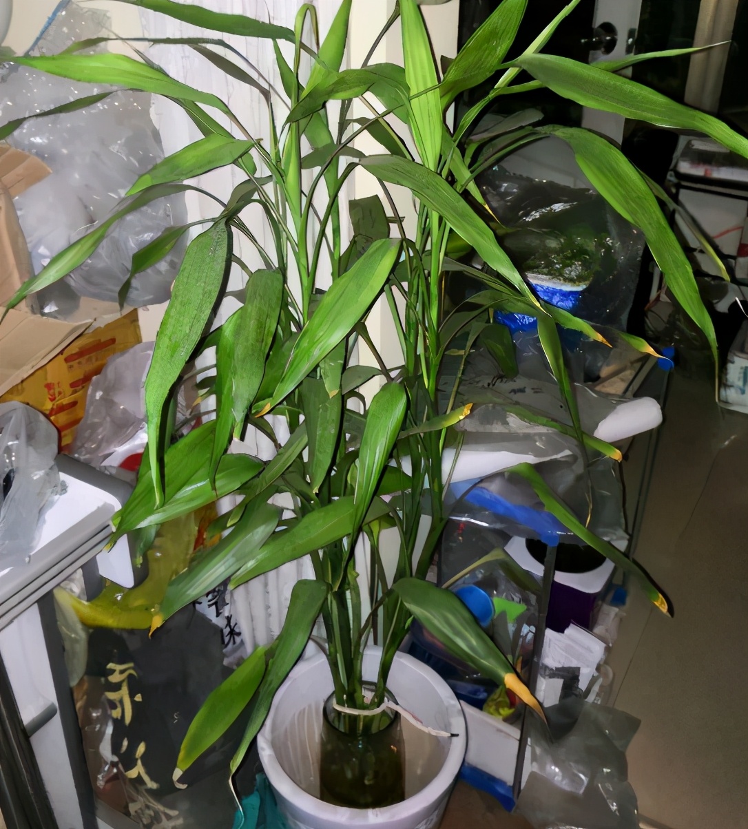 水培富贵竹根部不发芽怎么办,水培富贵竹没生根前怎么养