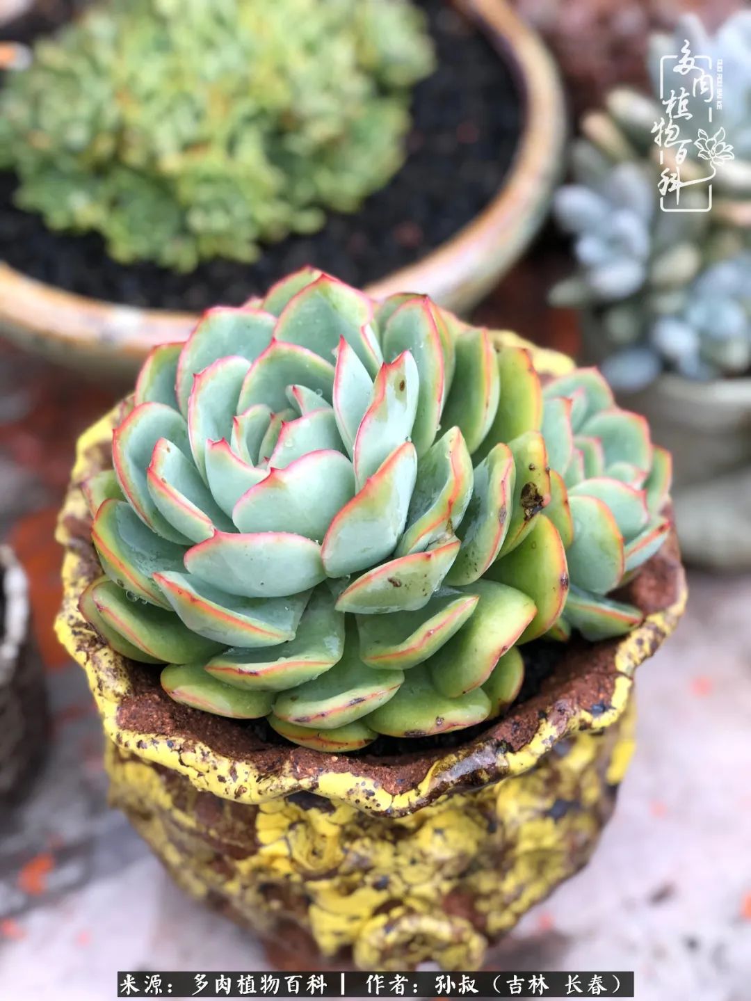 与多肉一起成长,与多肉相伴