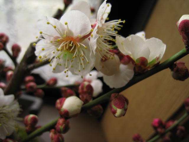 梅花常见病害有哪些,盆栽梅花常见病害