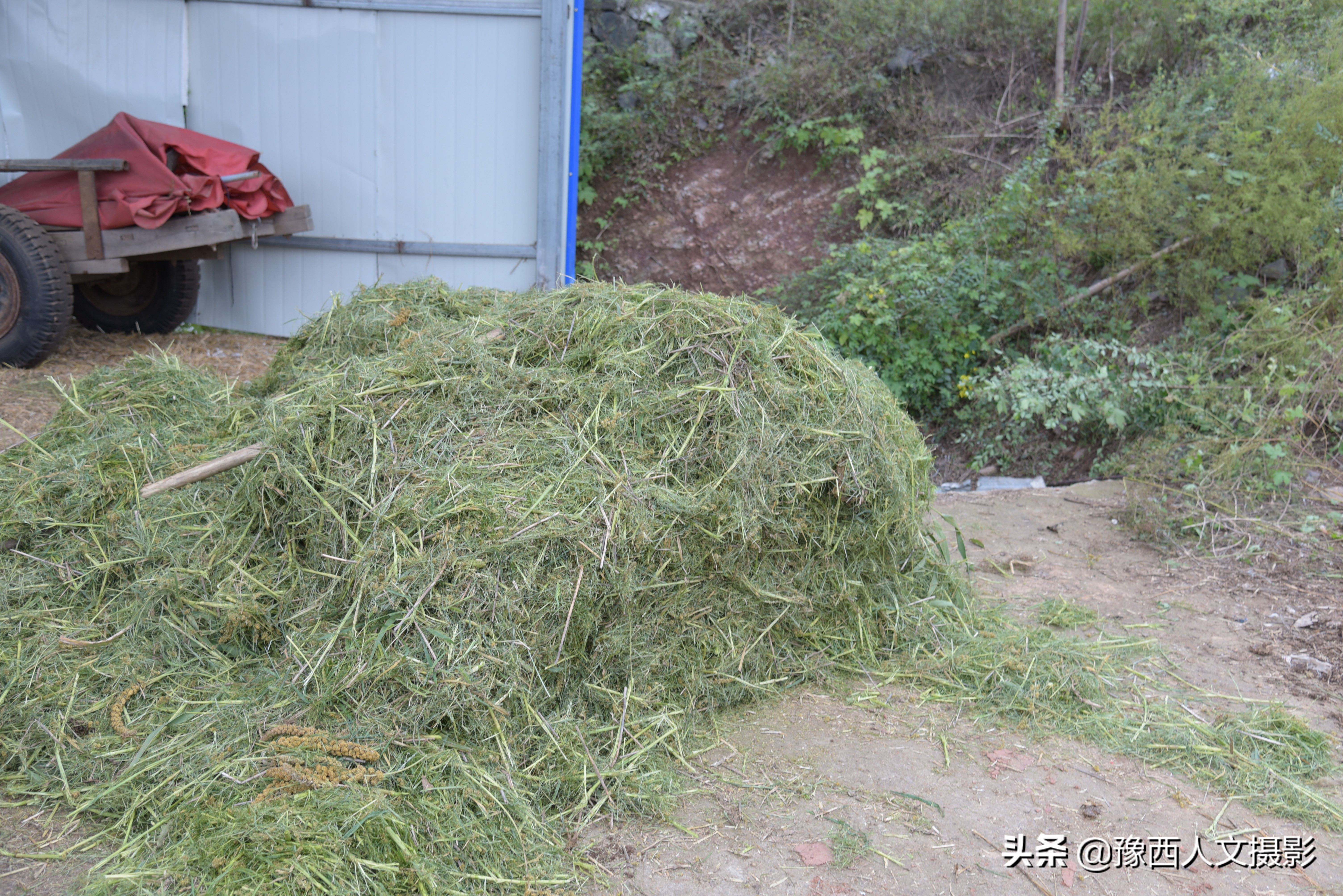 山西农村大爷养驴,农村大叔养驴的故事