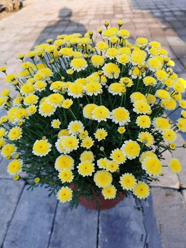 玛格丽特最好养的花,玛格丽特花期多长时间能养成花球