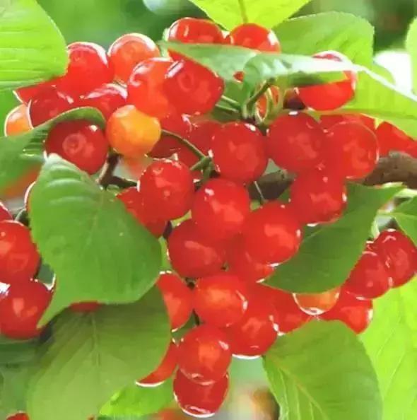 青岛西海岸30多项特产!这鱼还登上央视成了网红