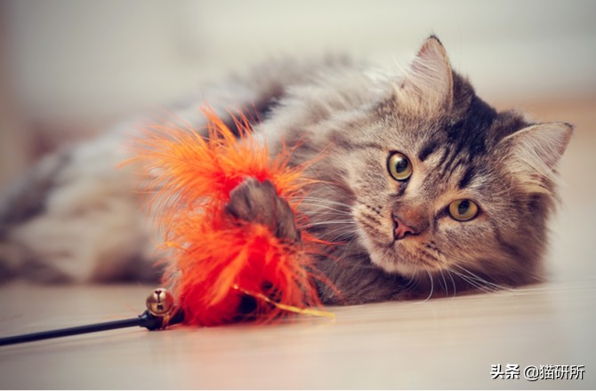 哪些猫咪玩具对小猫有害 (对猫咪有益的玩具)