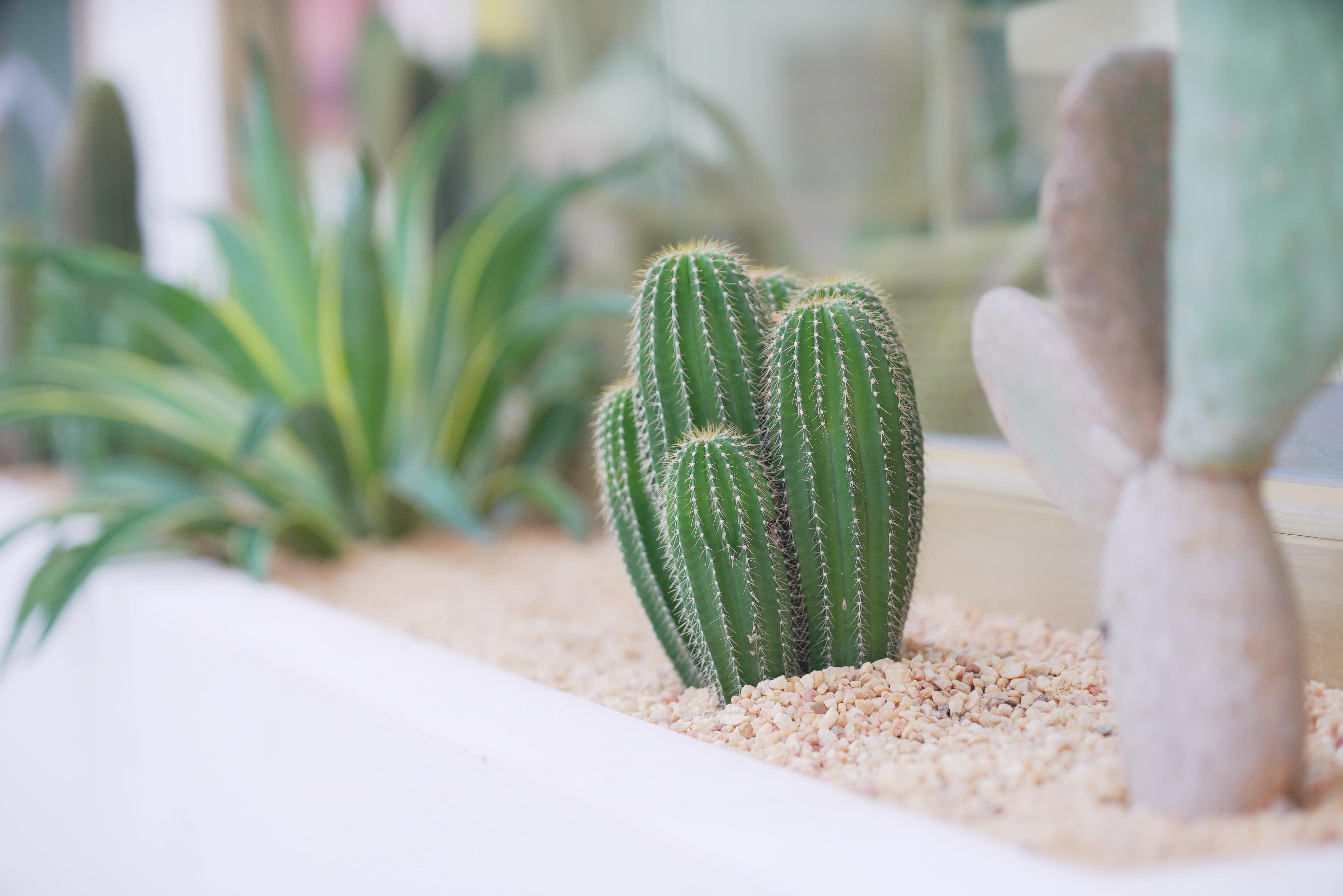 花店网红深圳,深圳网红花店仪式感