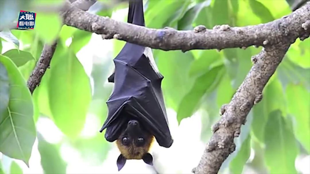 从地理视角看传染病电影,传染病科普视频动画