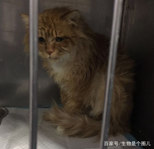 养宠小知识猫慢性肾衰竭治疗方法,猫咪肾衰竭救活大概多少钱