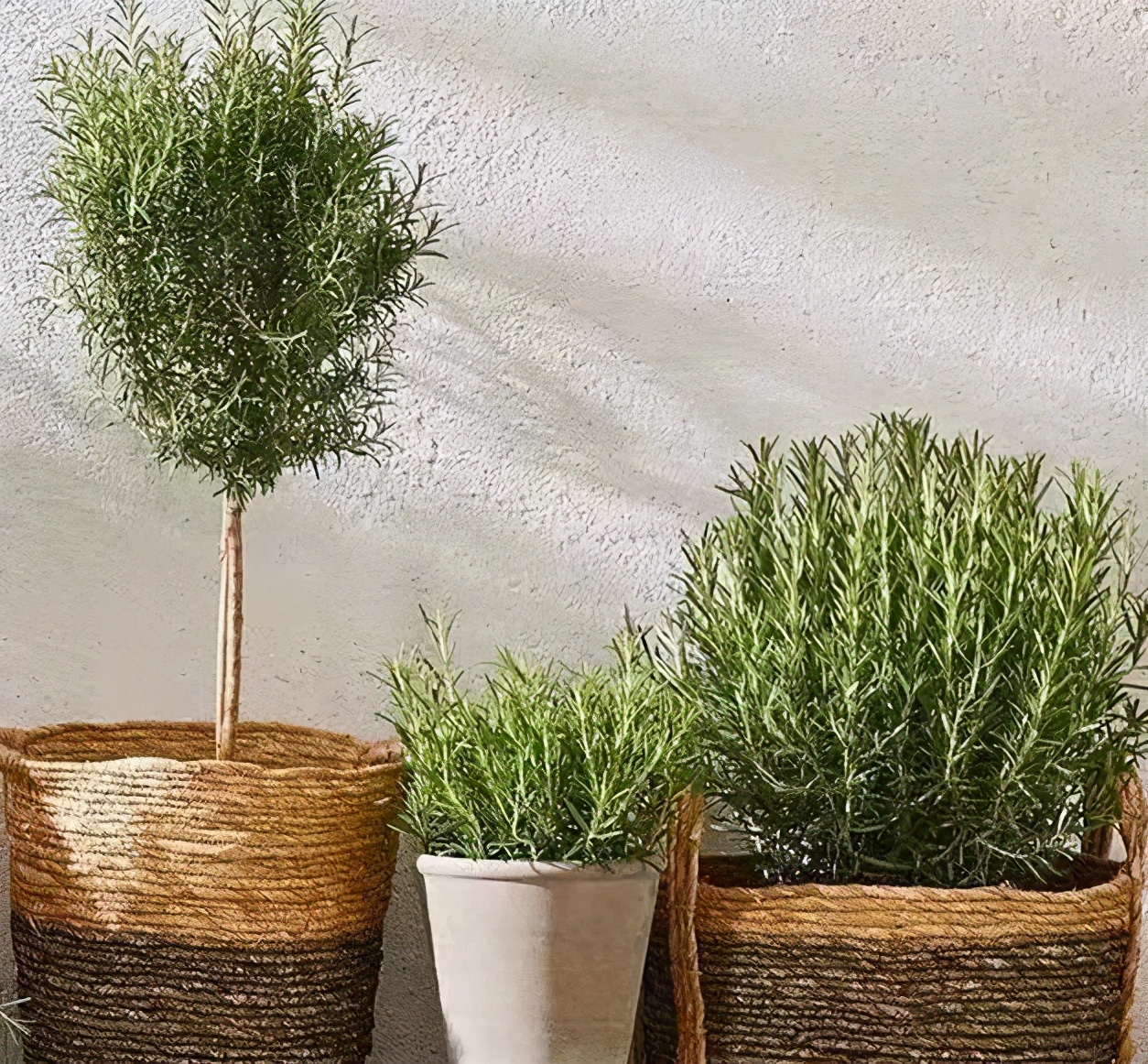 植物叶子上的白粉沫对人有危害吗,植物叶子上发现白色粉怎么处理