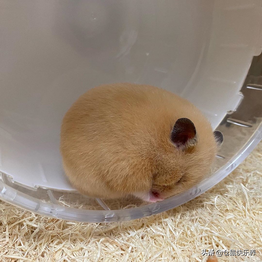 仓鼠为冬眠醒后扭曲爬行,仓鼠睁着眼侧躺不动呼吸动静很大