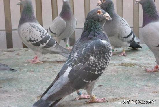 轻松养鸽子（上）～鸽子的生理特性和饲养管理！