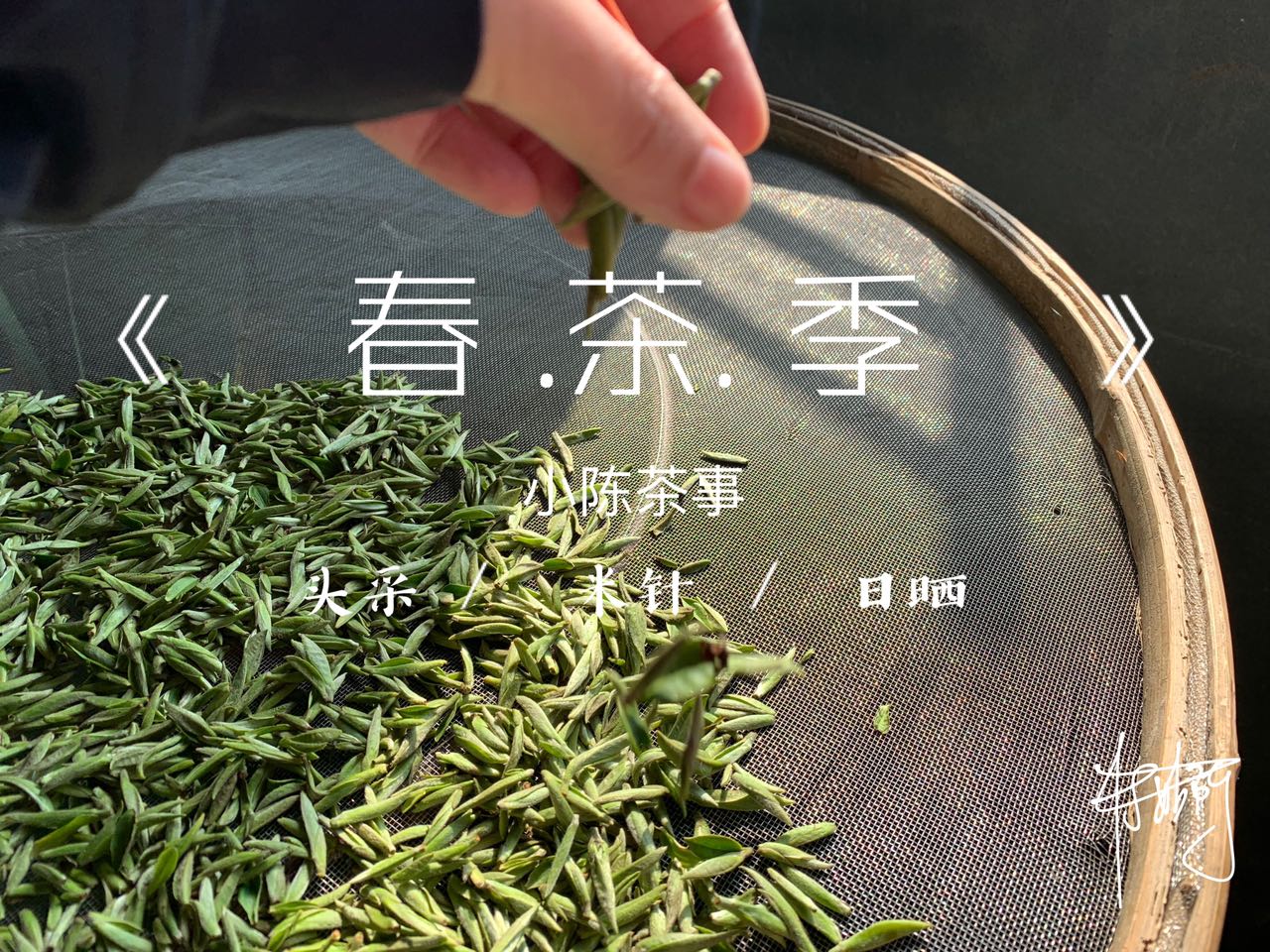 老白茶寿眉散茶好还是饼茶好喝,收藏白茶和收藏普洱的区别