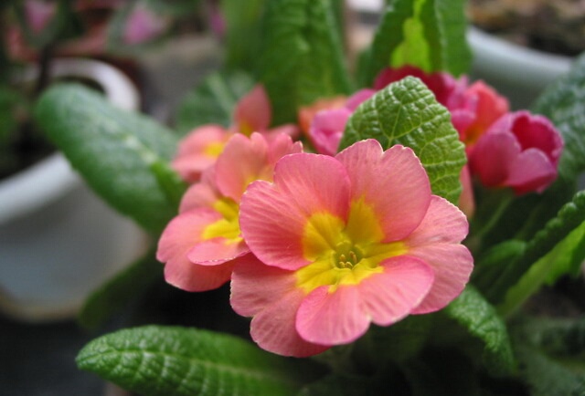 德国洋甘菊鲜花养护技术,欧洲报春花怎么养殖