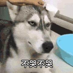 这些猫狗的照片,我也就看了10000多遍!