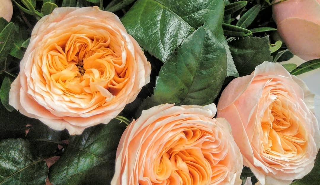 武夷岩茶品种黄玫瑰,武夷黄玫瑰品种介绍