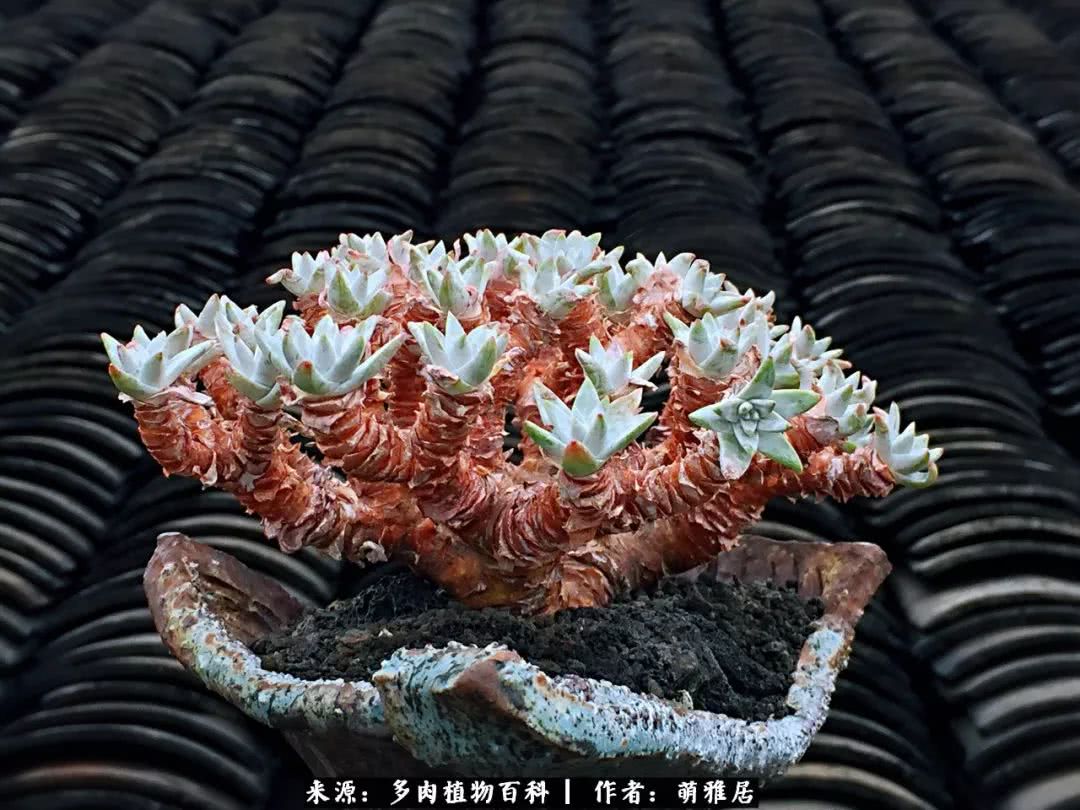 鍒濆啲鏆栭槼鍥寸倝鐓尪,鍐洦鍝佽尪