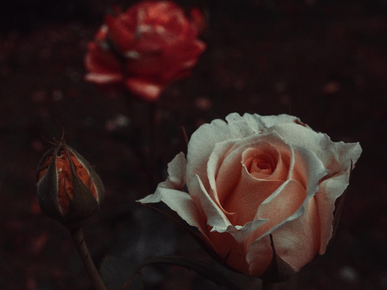 真正完美的爱情是怎样的,真正好的情人关系是怎么样相处