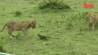 一种对毒液免疫，和平头哥一样好斗，交配时雄性暴打雌性的动物