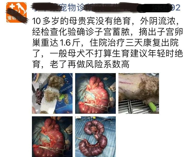 猫咪子宫蓄脓用地米能治好吗,胆小慎入猫咪