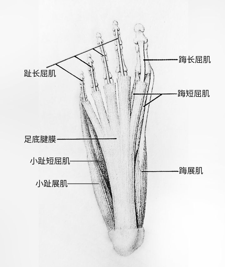 画人体结构怎么练习最有效,零基础学画人体结构