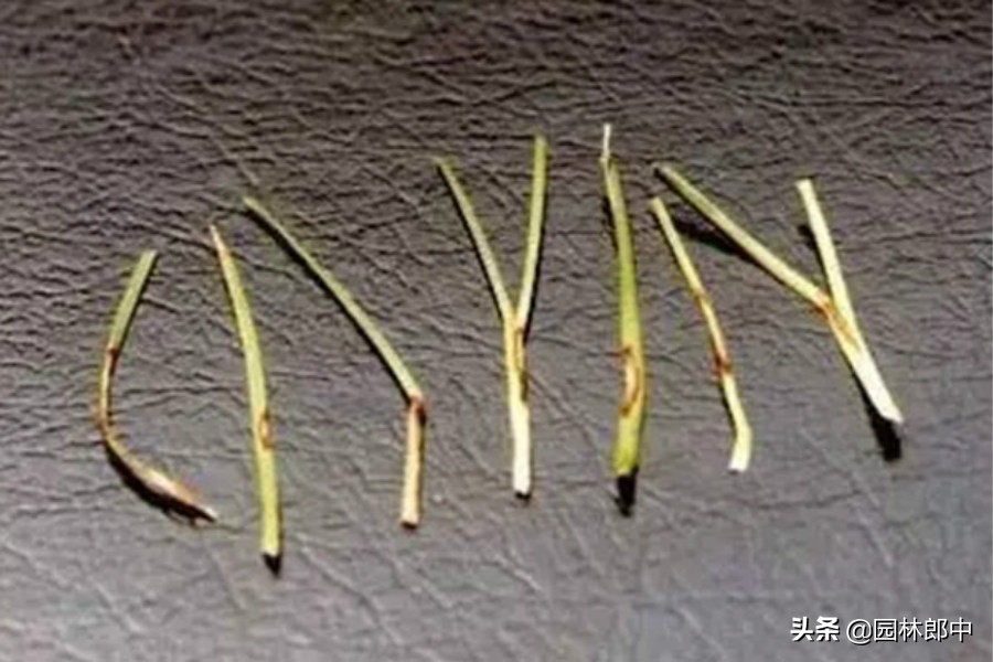 草坪灰斑病,草坪上白色颗粒是什么