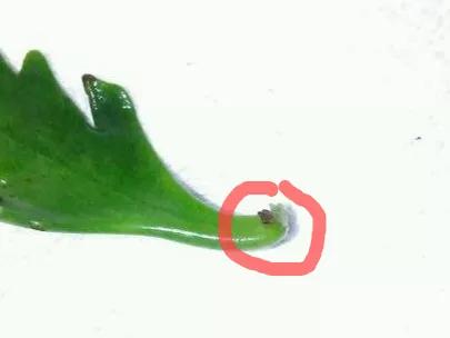 扦插花的养殖方法和技巧,养花扦插有妙招多肉