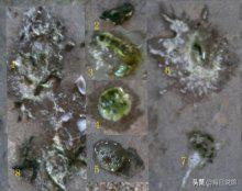 赛鸽毛滴虫鉴别方法,赛鸽毛滴虫喷剂