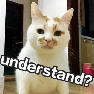 猫干粮和罐头的占比,猫罐头干的好还是稀的好