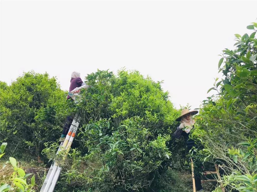 乌岽蜜兰香冲泡为什么会有苦涩感,乌岽老枞蜜兰香是什么茶