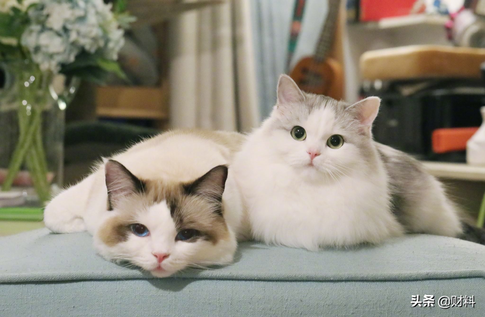 国内宠物市场的现状及发展前景,现在的宠物狗市场前景