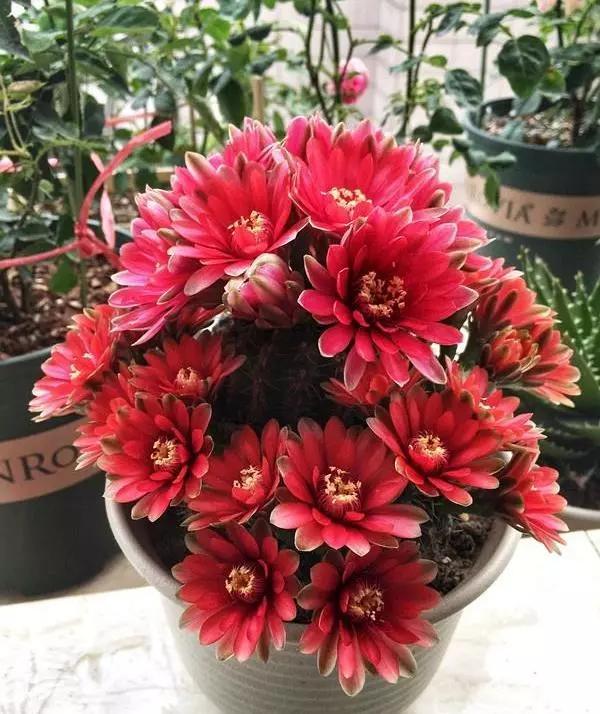 “常年丑貌君不问，一日花红万户惊”——仙人掌的产地及精品赏析