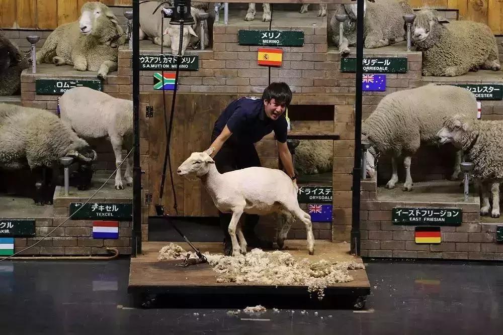 日本农场营收10亿经营秘诀,日本妈妈牧场怎么运营