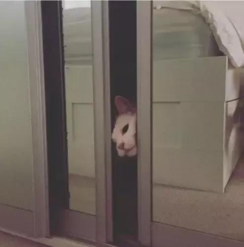 养猫必须做的5件事,老手养猫才知道的六件事