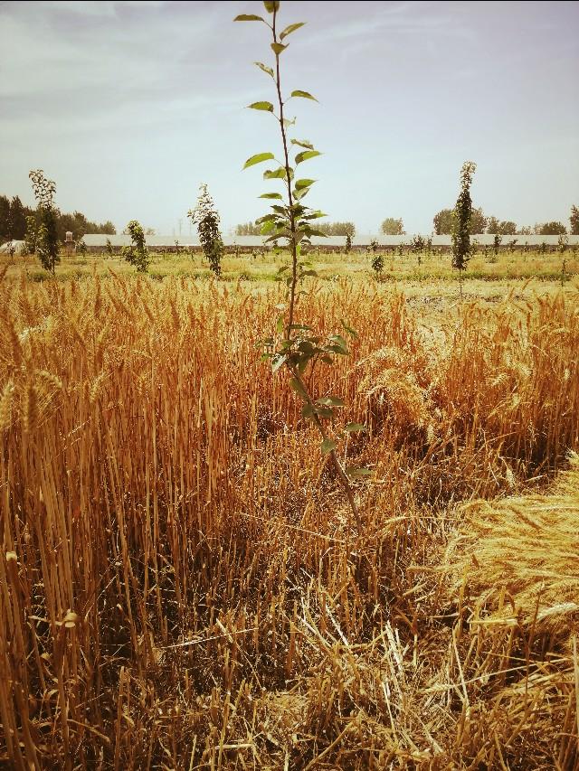 每年的芒种时间固定吗,芒种时间是每年几月