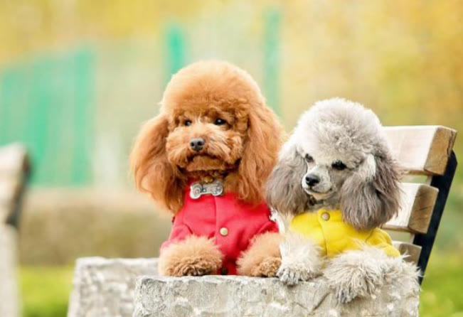 泰迪怎样不乱吃东西不乱咬,泰迪不吃狗粮100%成功