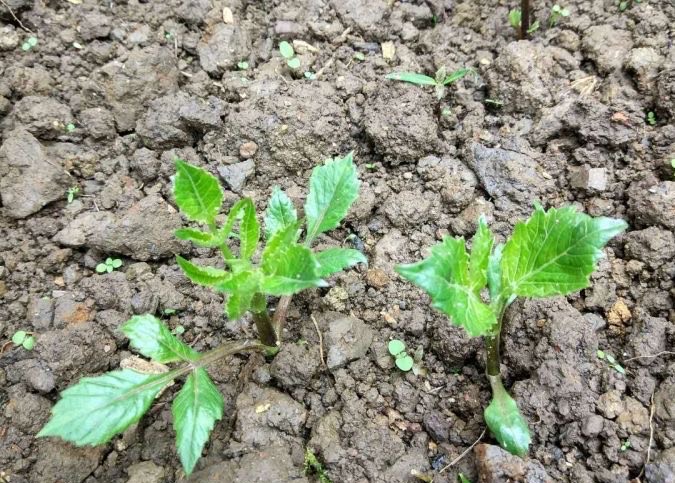 养大丽花的风水禁忌图片,养大丽花要多大的盆