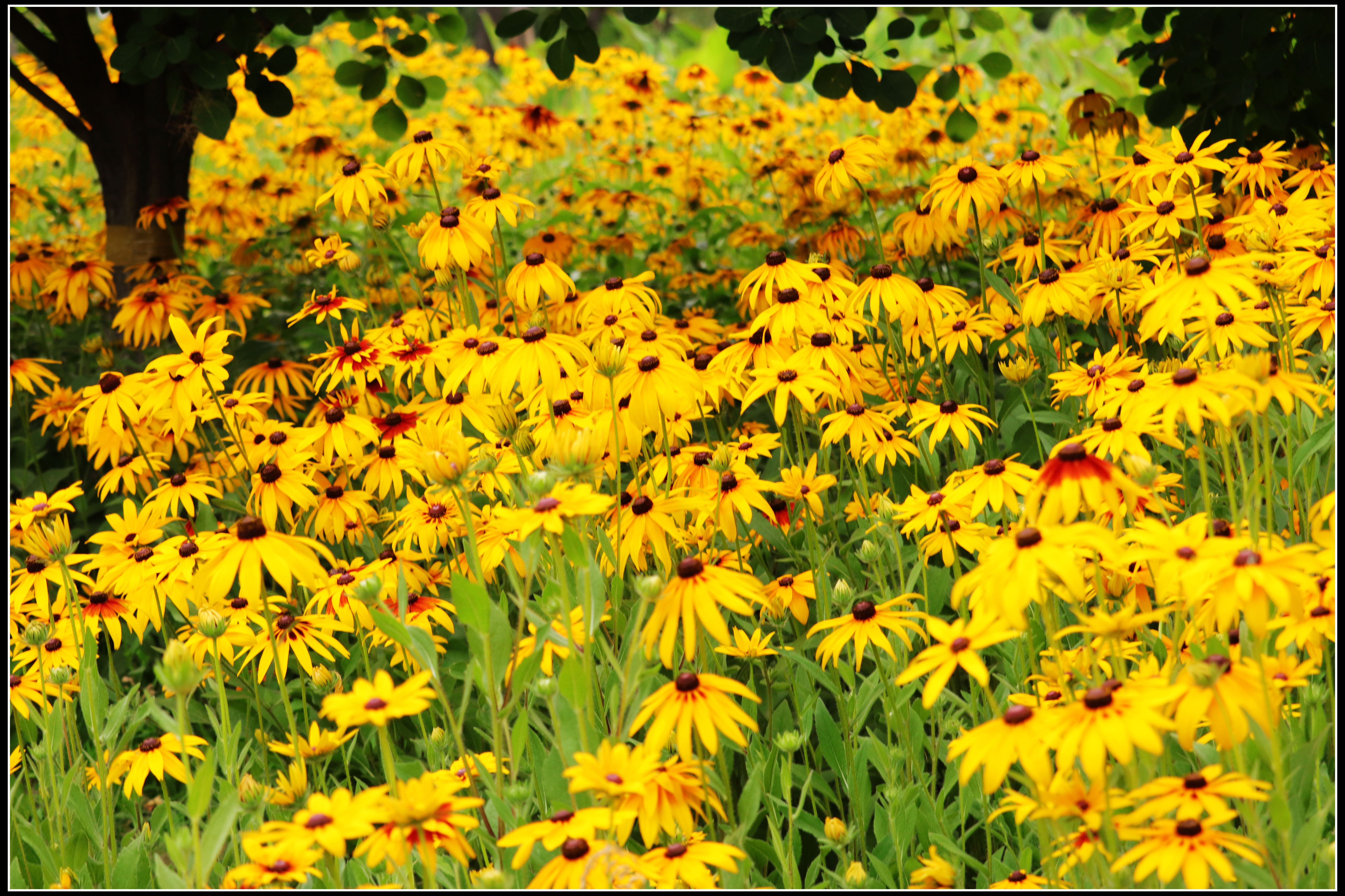 这种花便宜还好养活,5种坑人的花
