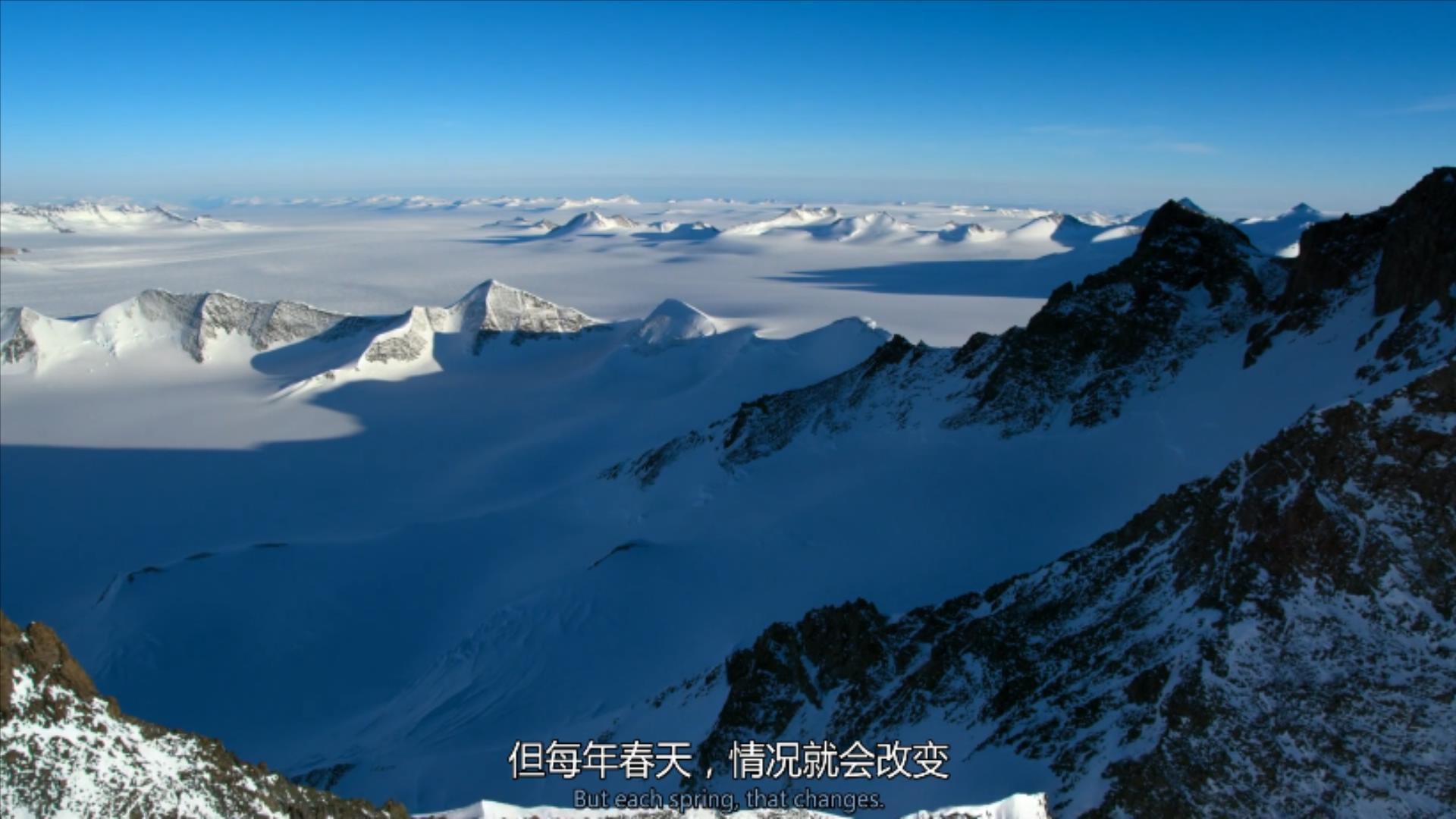 大过年的,被这些小萌萌给笑掉了头