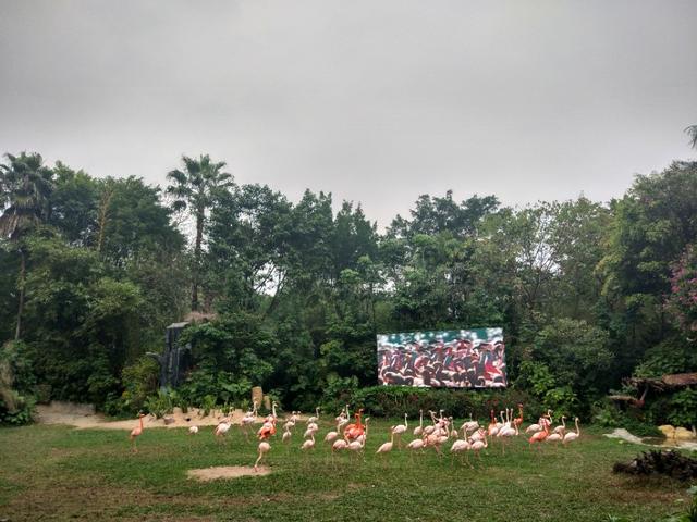 广州番禺区长隆野生动物世界缆车,广州旅游长隆野生动物世界